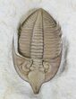 Huntonia Trilobite - Bob Carroll Prepared #20886-2